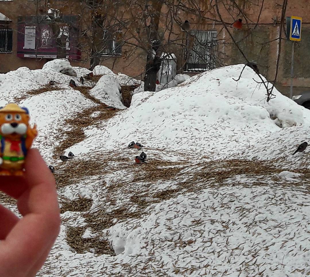 Зимовка и пухляши на вертолетиках #chestnutime #chestnutravel