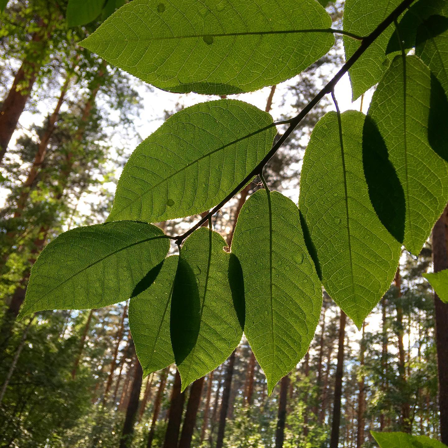 Жизнь в июне, часть 1. Пульсация.