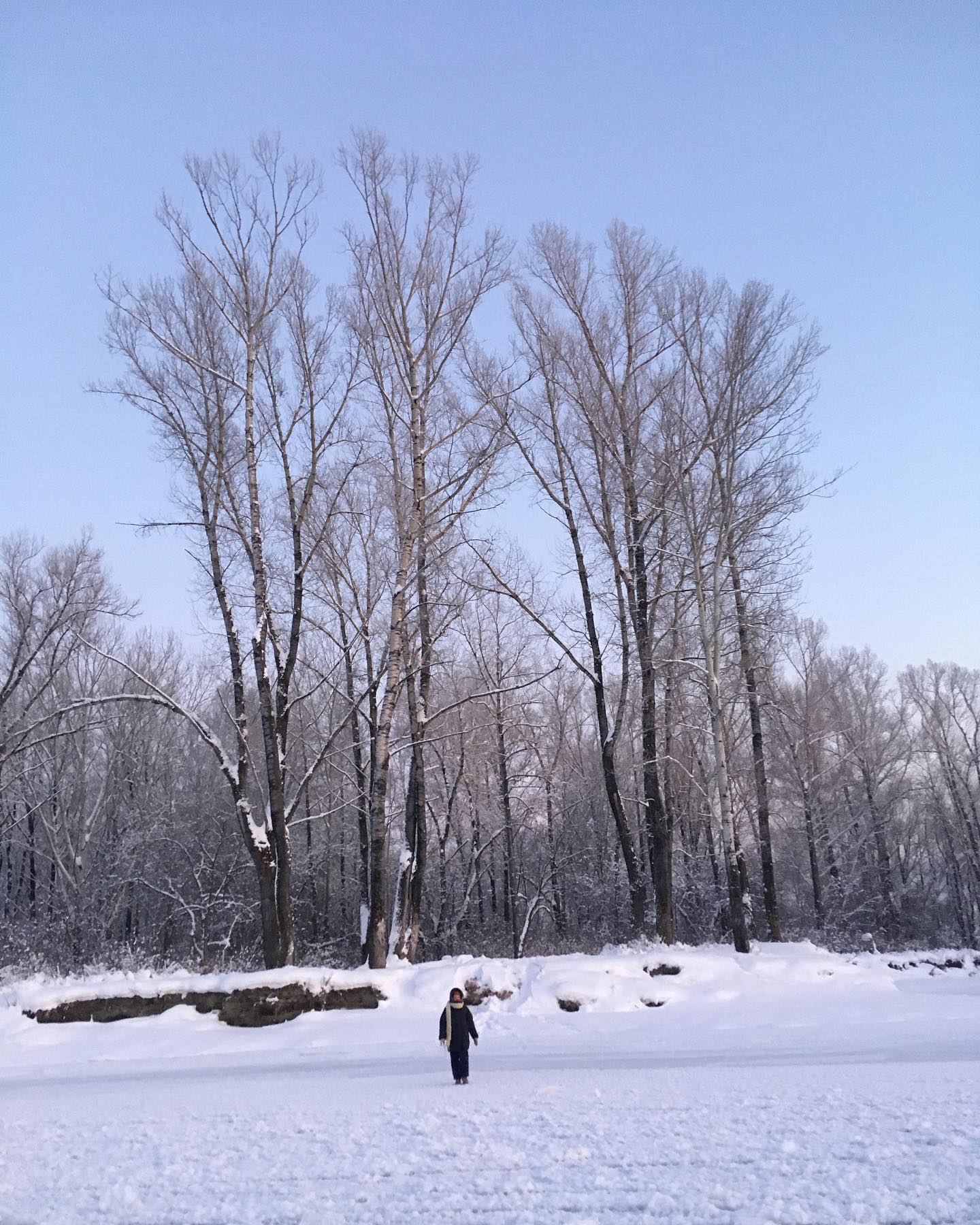 _ перекати-каштан, красный дракон и