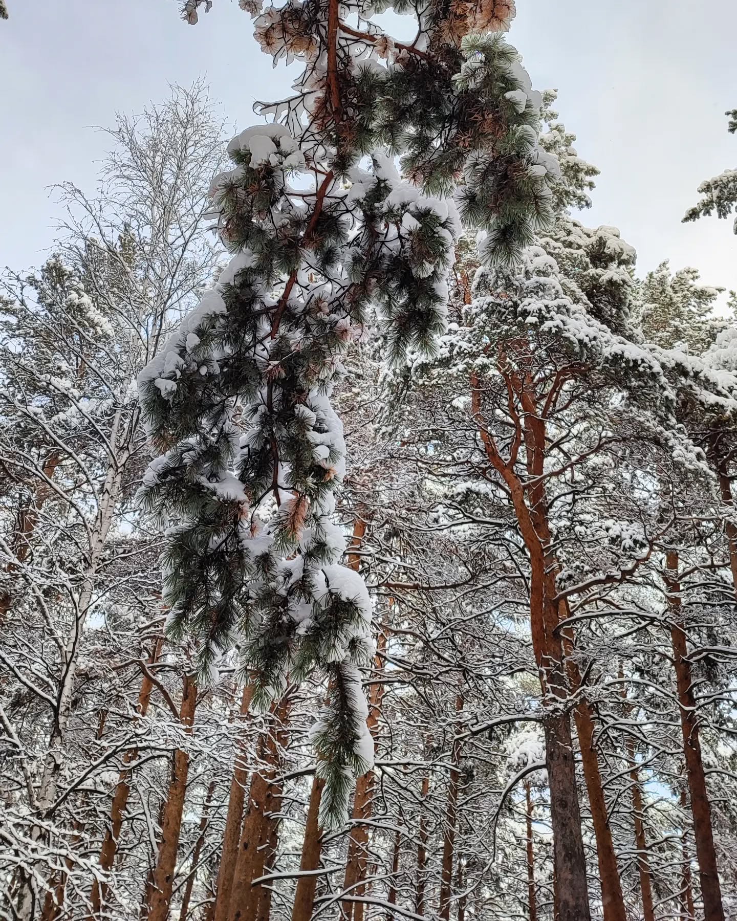 шарташ обнял себя льдом, сосновый лес