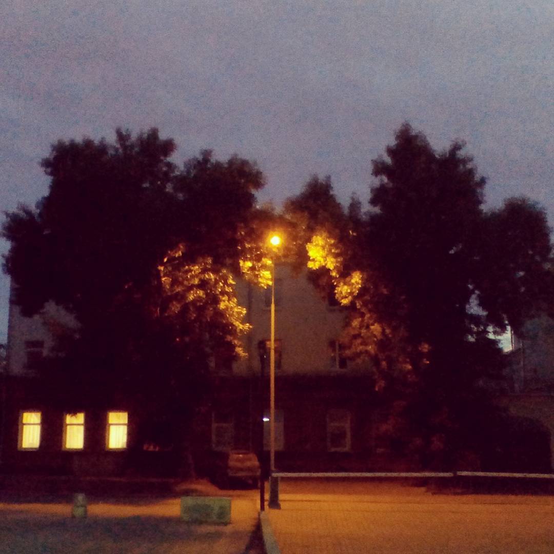 Дубы-колдуны