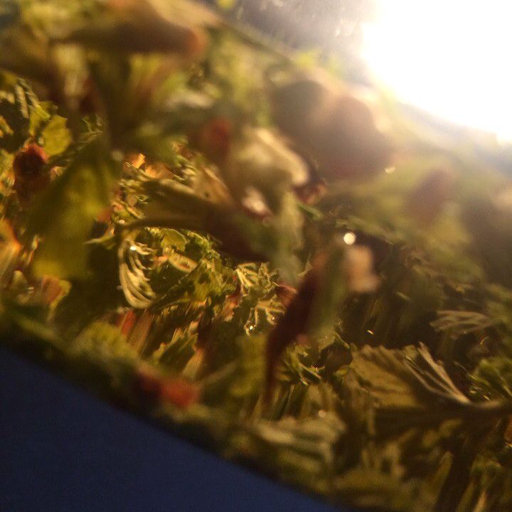 Травяной! #chestnutime